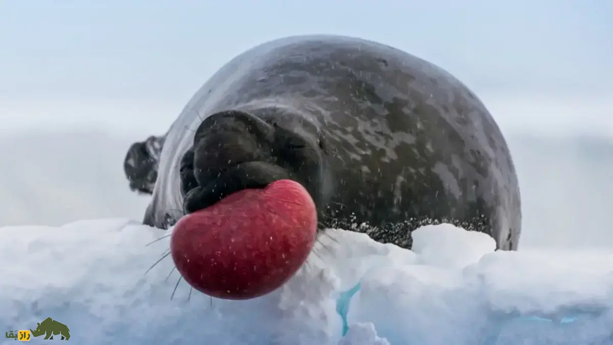 فک‌کلاه‌بردار