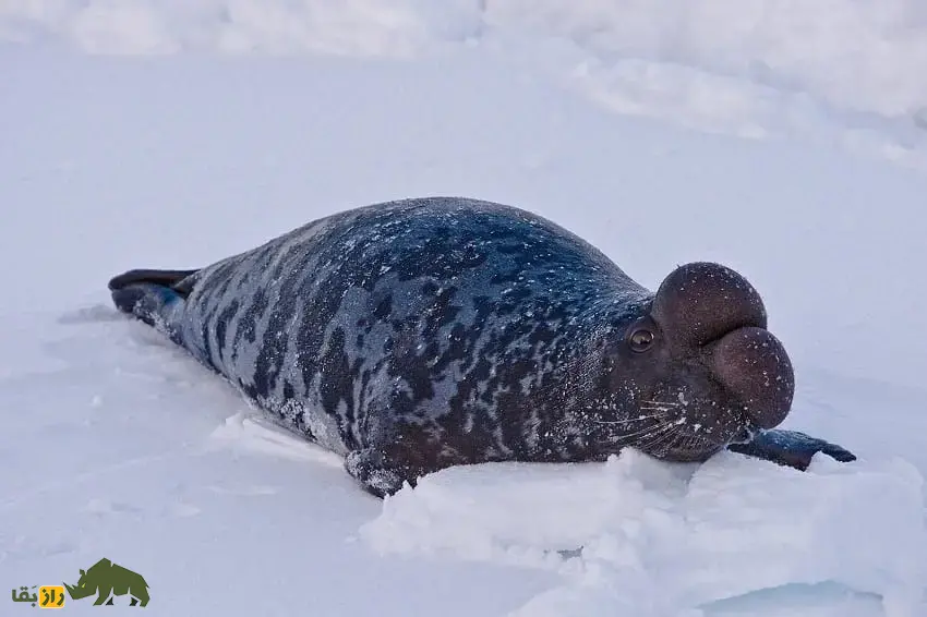 فک‌کلاه‌بردار