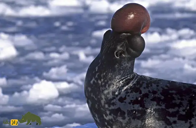 فک‌کلاه‌بردار