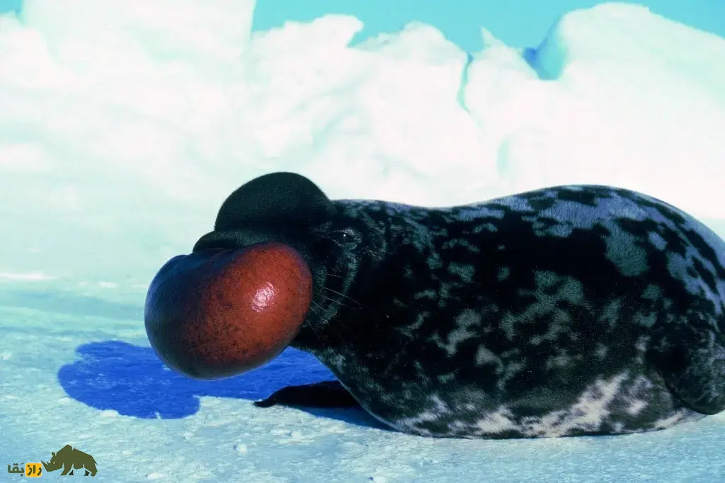 فک‌کلاه‌بردار