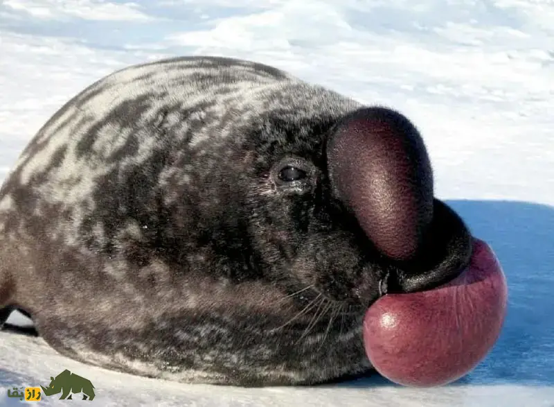 فک‌کلاه‌بردار