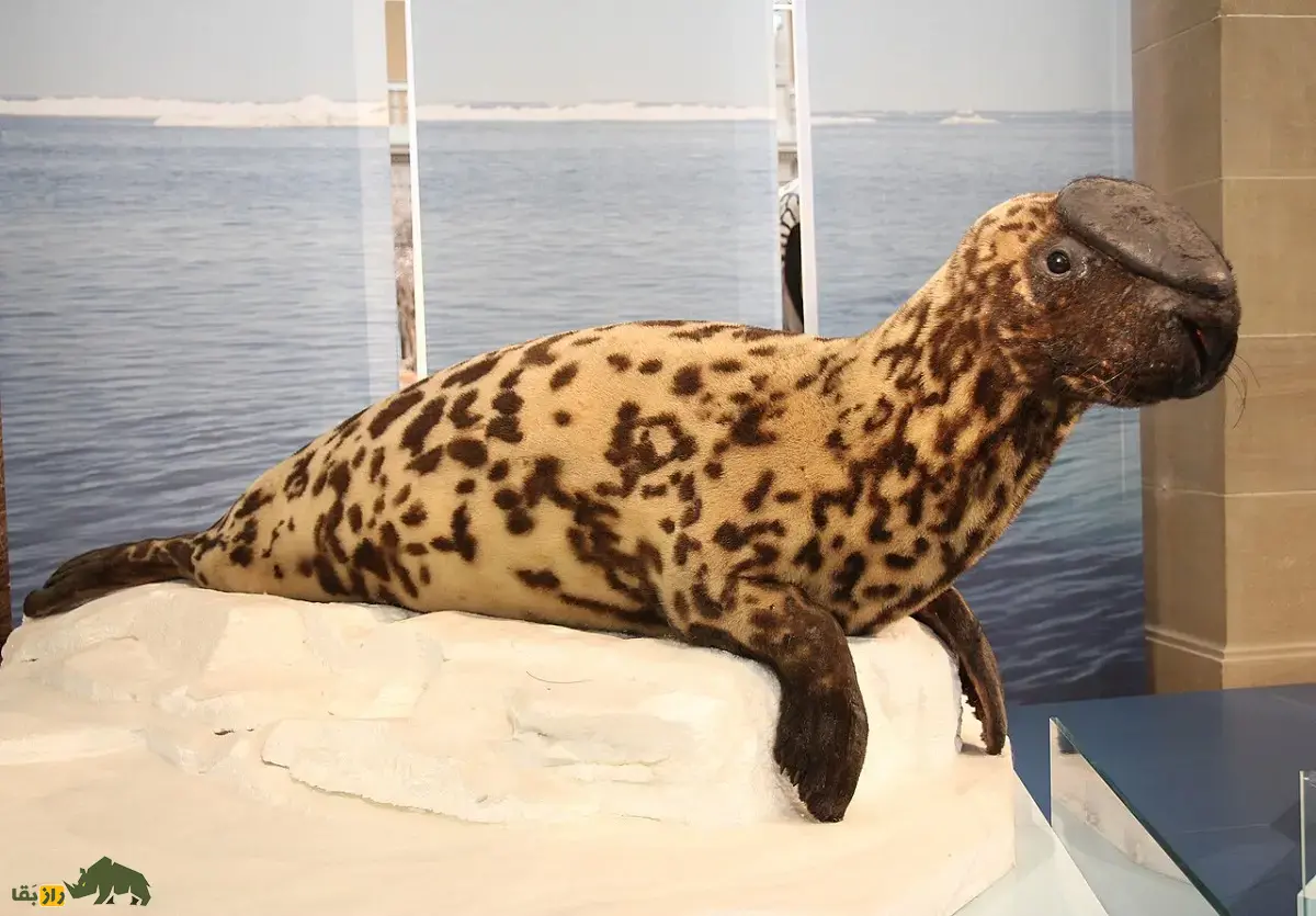 فک‌کلاه‌بردار