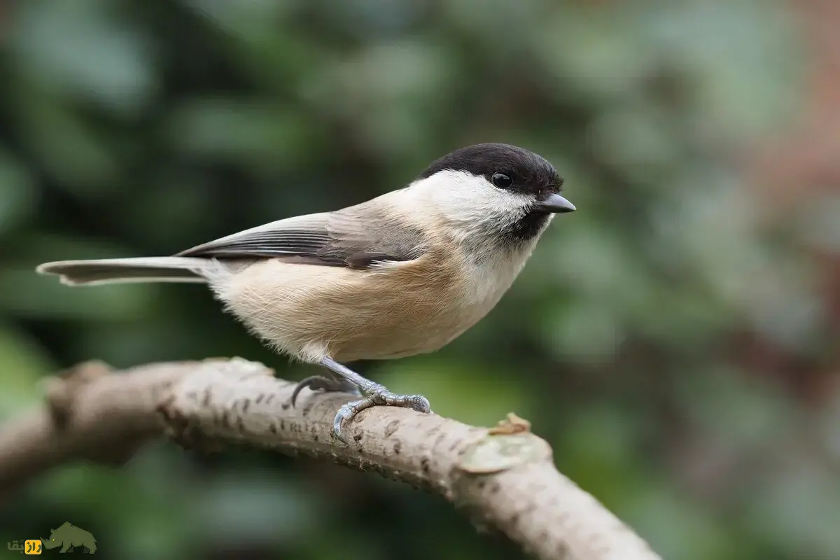 چرخریسک هیرکانی؛ پرندهای اجتماعی و فعال که با صدای زنگدار که با جستجوی گروهی باعث پراکندگی دانهها میشود چرخریسک هیرکانی؛ پرندهای اجتماعی و فعال که با صدای زنگدار که با جستجوی گروهی باعث پراکندگی دانهها میشود