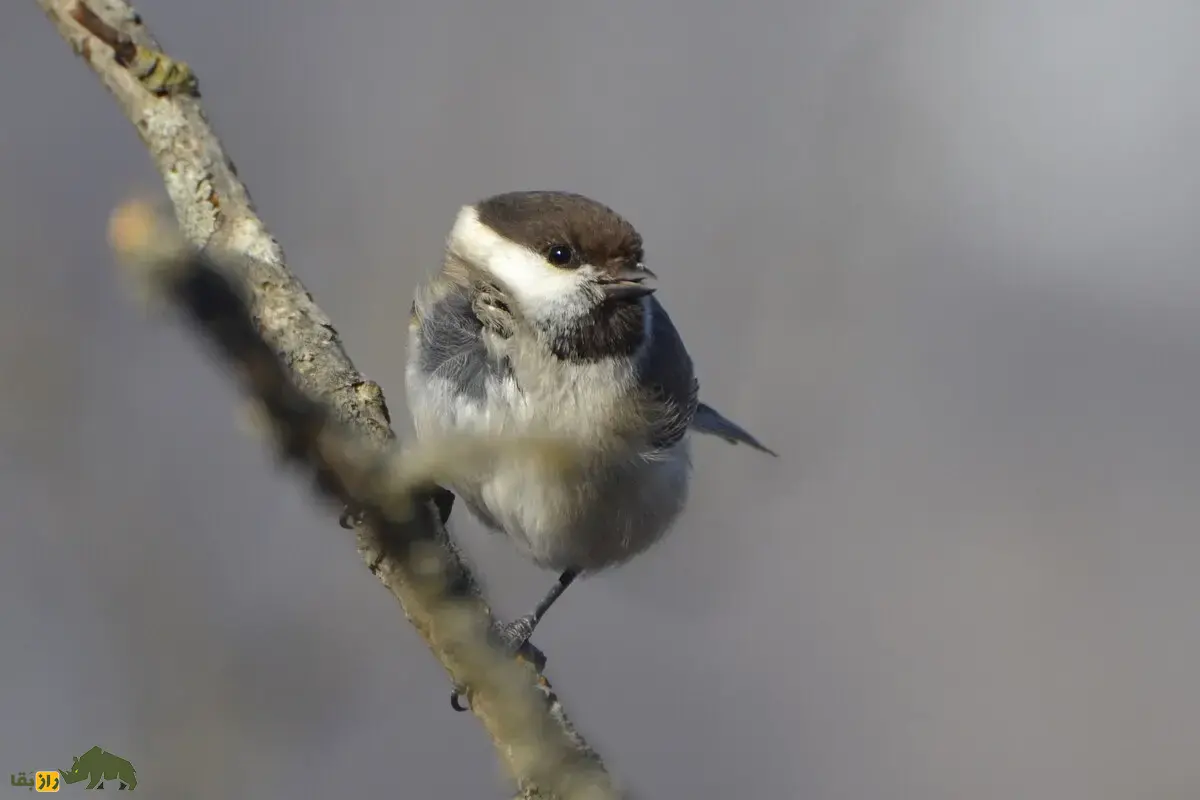 چرخریسک هیرکانی؛ پرندهای اجتماعی و فعال که با صدای زنگدار که با جستجوی گروهی باعث پراکندگی دانهها میشود چرخریسک هیرکانی؛ پرندهای اجتماعی و فعال که با صدای زنگدار که با جستجوی گروهی باعث پراکندگی دانهها میشود