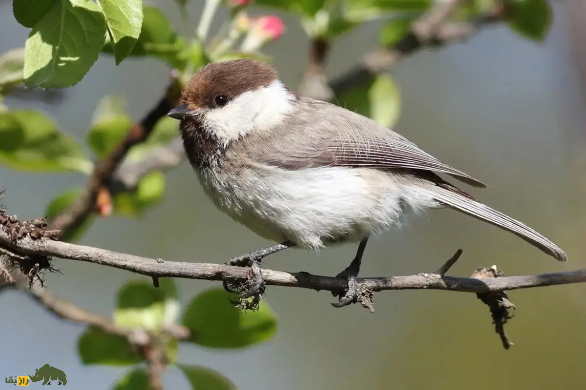 چرخریسک هیرکانی؛ پرندهای اجتماعی و فعال که با صدای زنگدار که با جستجوی گروهی باعث پراکندگی دانهها میشود چرخریسک هیرکانی؛ پرندهای اجتماعی و فعال که با صدای زنگدار که با جستجوی گروهی باعث پراکندگی دانهها میشود