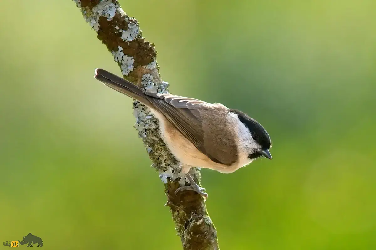 چرخریسک هیرکانی؛ پرندهای اجتماعی و فعال که با صدای زنگدار که با جستجوی گروهی باعث پراکندگی دانهها میشود چرخریسک هیرکانی؛ پرندهای اجتماعی و فعال که با صدای زنگدار که با جستجوی گروهی باعث پراکندگی دانهها میشود