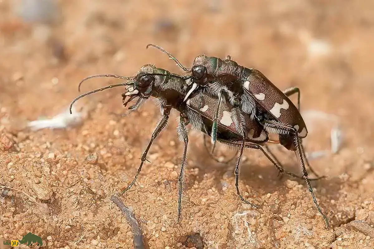 سوسکهای ببری؛ شکارچیان سریع و درخشان دنیای حشرات با نقش مهم در تعادل طبیعت و کنترل آفات سوسکهای ببری؛ شکارچیان سریع و درخشان دنیای حشرات با نقش مهم در تعادل طبیعت و کنترل آفات