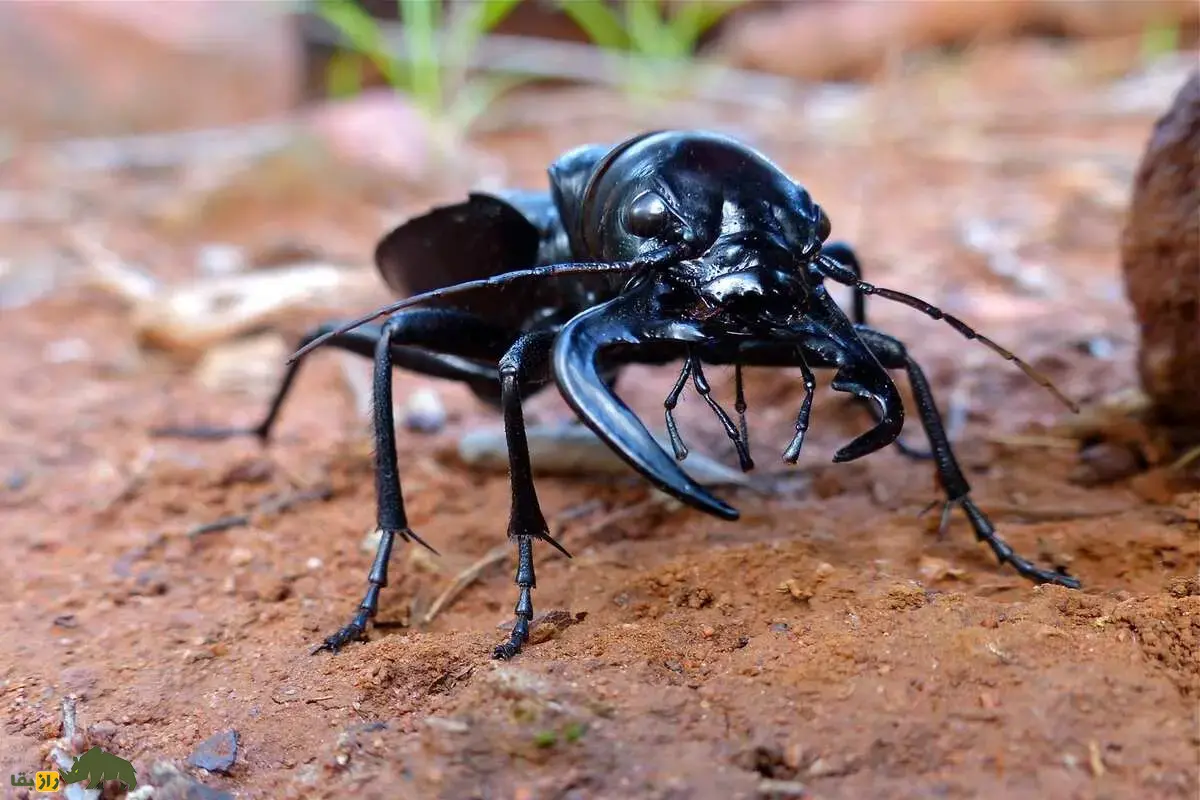 سوسکهای ببری؛ شکارچیان سریع و درخشان دنیای حشرات با نقش مهم در تعادل طبیعت و کنترل آفات سوسکهای ببری؛ شکارچیان سریع و درخشان دنیای حشرات با نقش مهم در تعادل طبیعت و کنترل آفات