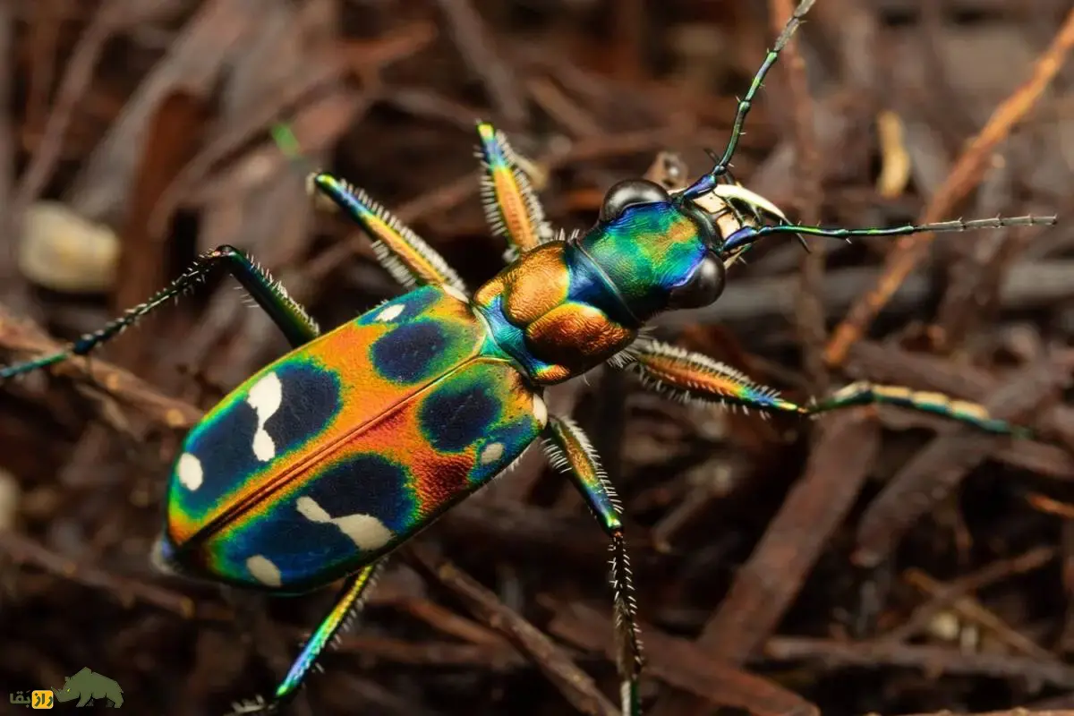 سوسکهای ببری؛ شکارچیان سریع و درخشان دنیای حشرات با نقش مهم در تعادل طبیعت و کنترل آفات سوسکهای ببری؛ شکارچیان سریع و درخشان دنیای حشرات با نقش مهم در تعادل طبیعت و کنترل آفات