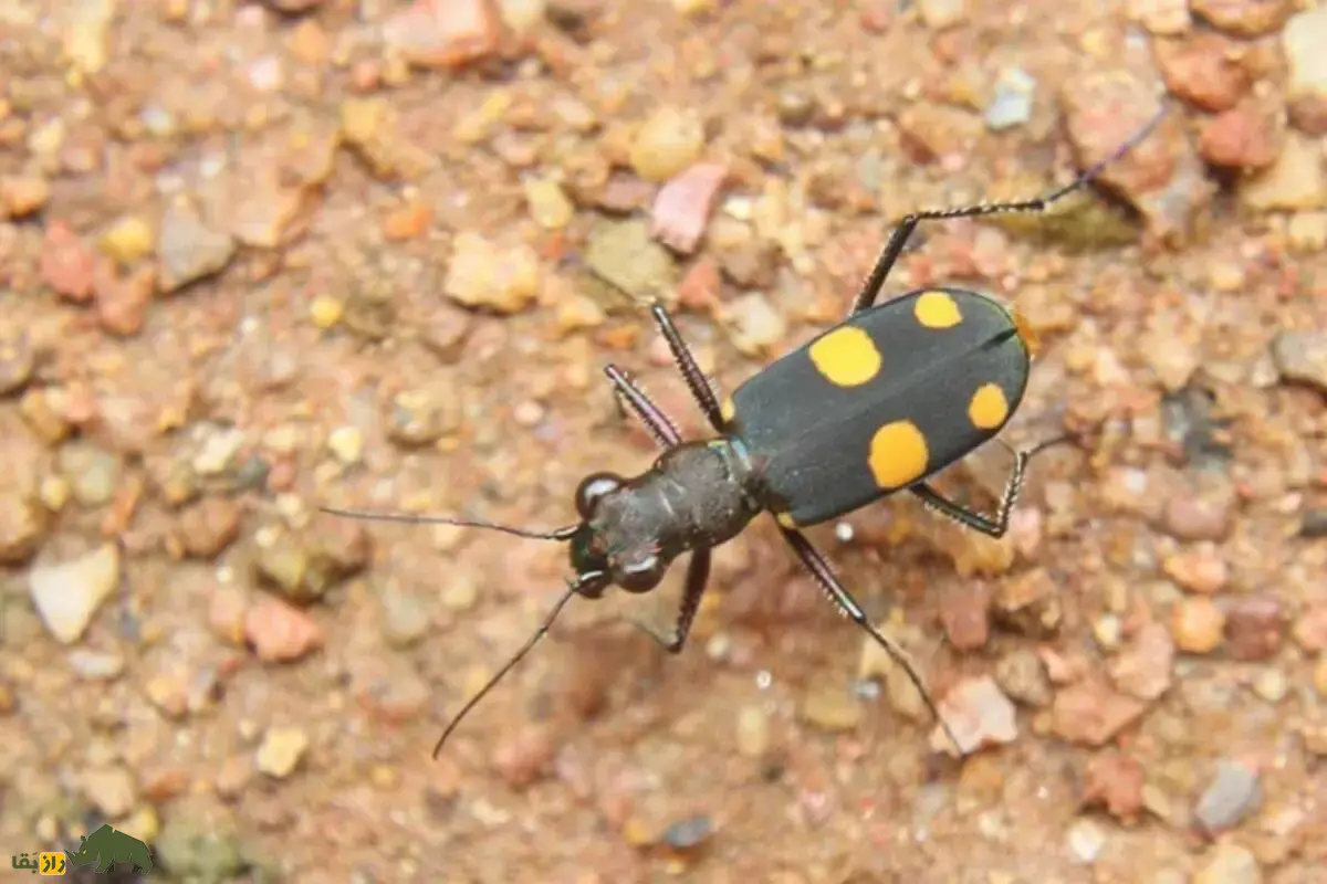 سوسکهای ببری؛ شکارچیان سریع و درخشان دنیای حشرات با نقش مهم در تعادل طبیعت و کنترل آفات سوسکهای ببری؛ شکارچیان سریع و درخشان دنیای حشرات با نقش مهم در تعادل طبیعت و کنترل آفات