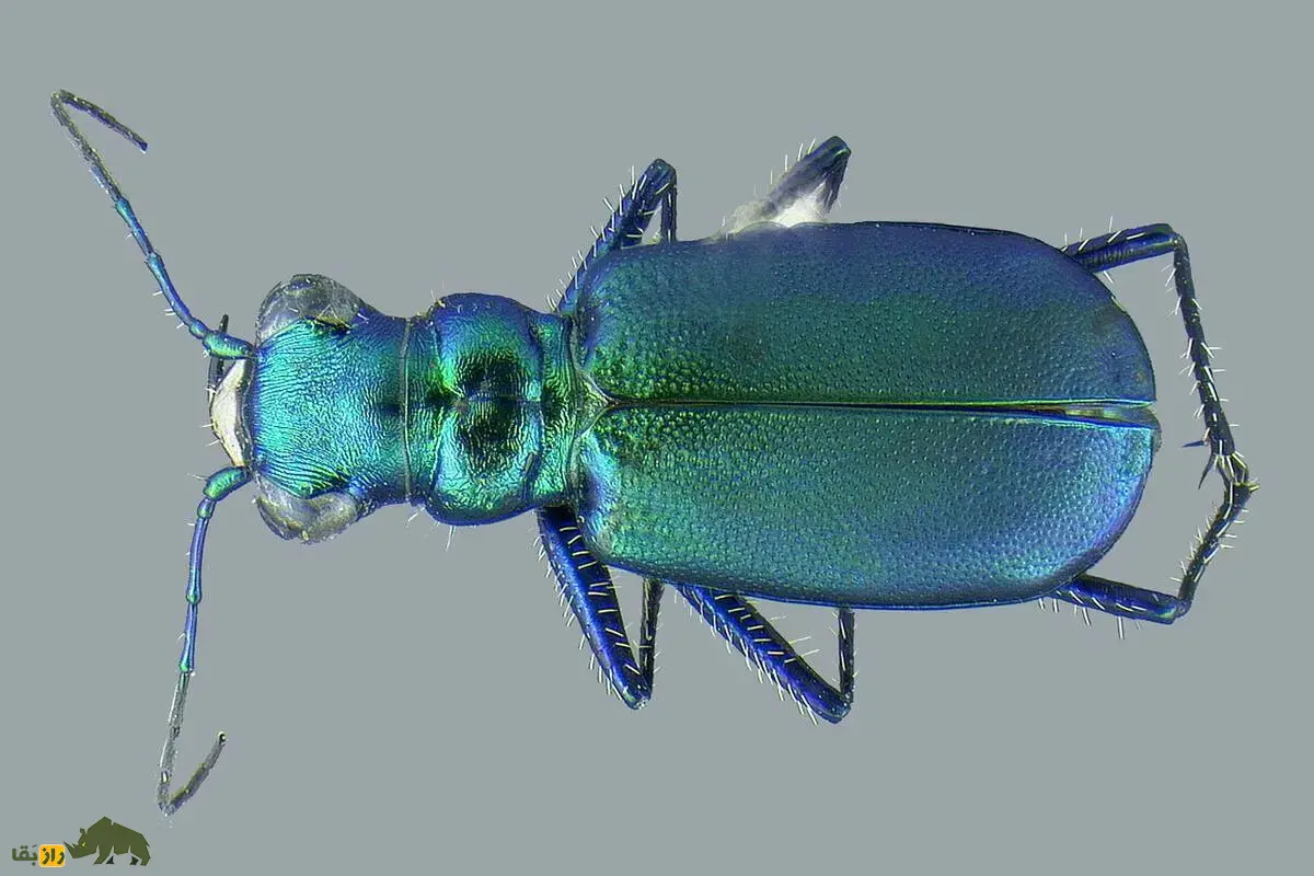 سوسکهای ببری؛ شکارچیان سریع و درخشان دنیای حشرات با نقش مهم در تعادل طبیعت و کنترل آفات سوسکهای ببری؛ شکارچیان سریع و درخشان دنیای حشرات با نقش مهم در تعادل طبیعت و کنترل آفات