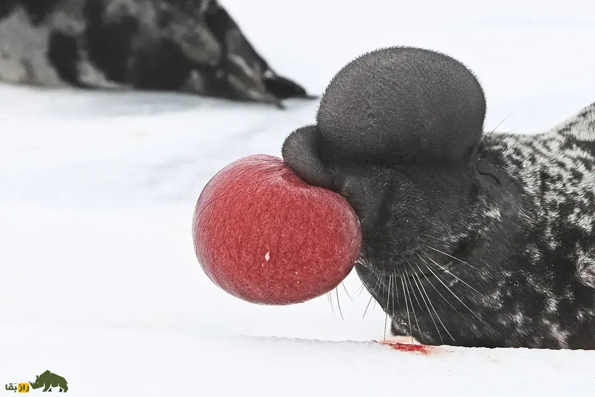 فک‌کلاه‌بردار؛ فک ۴۰۰ کیلویی با یک بادکنک قرمز روی بینی که مقوی‌ترین شیر دنیا را دارد و فقط ۳ روز به توله‌ها شیر می‌دهد