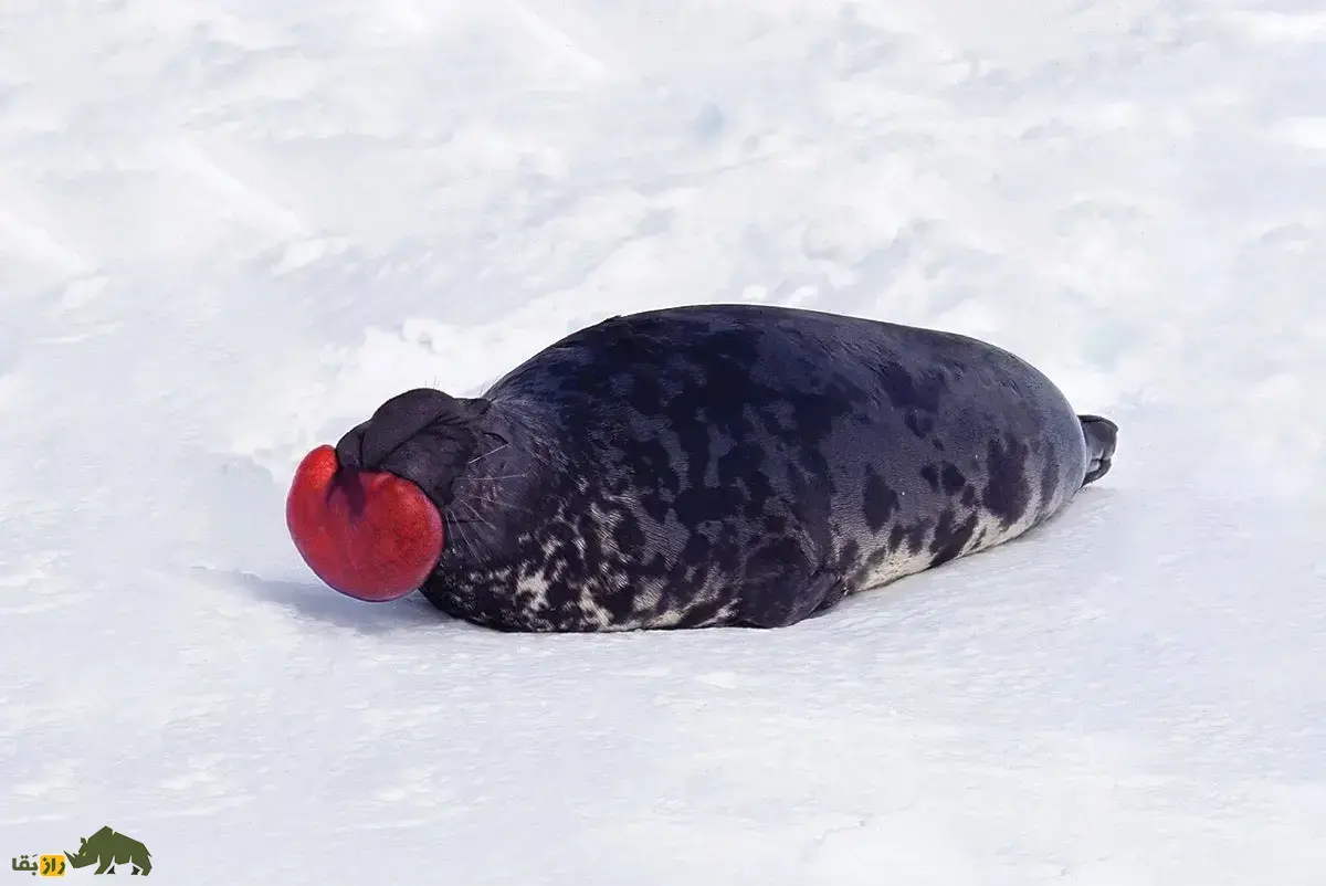 فک‌کلاه‌بردار