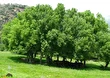 درخت زبان گنجشک؛ درختی که میوههایش شبیه زبان گنجشک است و اندازه یک برج سیزده طبقه رشد میکند