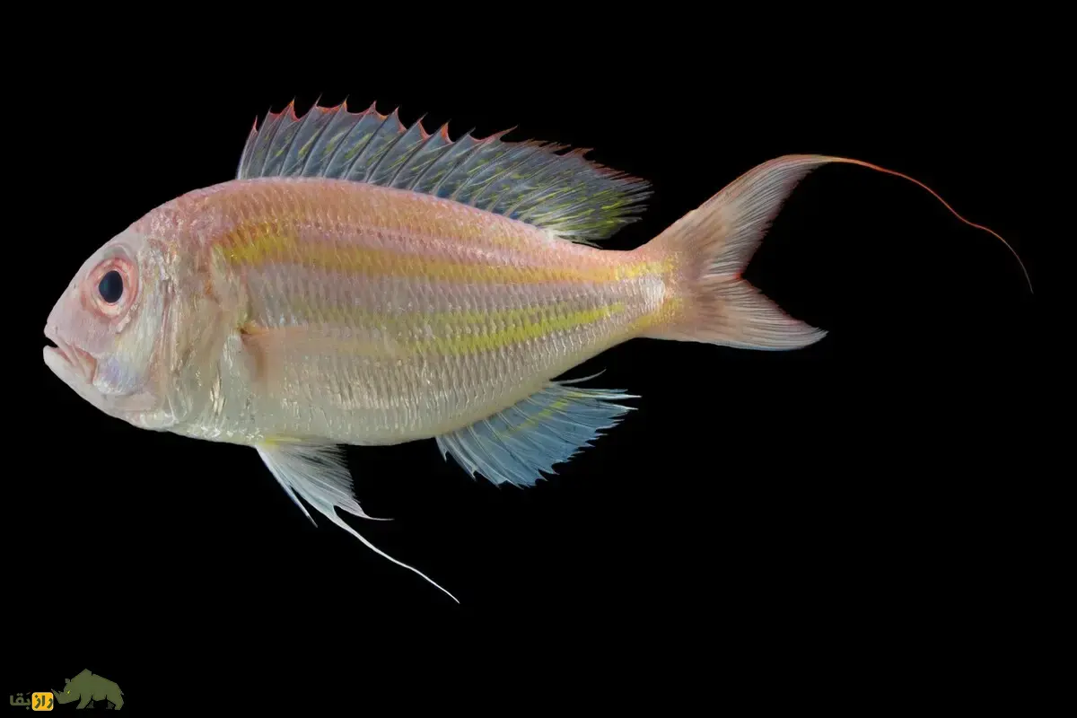 ماهی سلطان ابراهیم؛ گنجینهای از خلیج فارس تا دریای عمان ماهی سلطان ابراهیم؛ گنجینهای از خلیج فارس تا دریای عمان