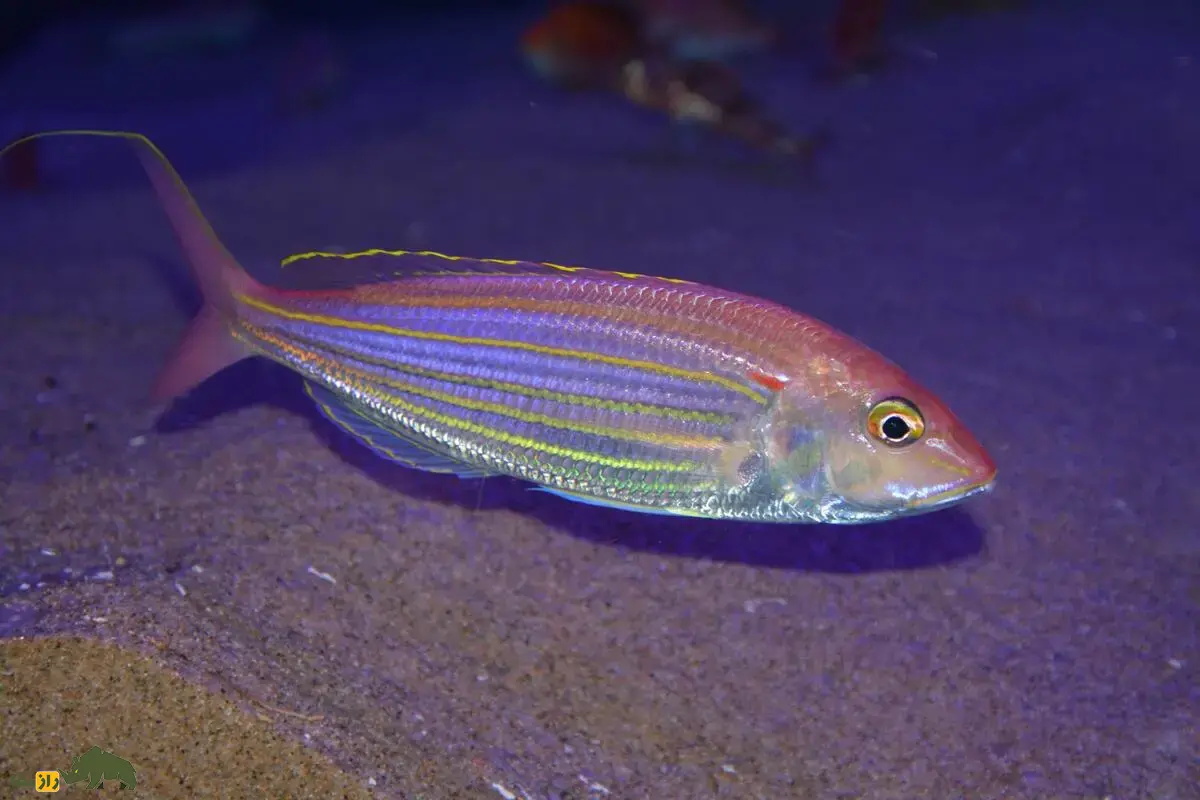 ماهی سلطان ابراهیم؛ گنجینهای از خلیج فارس تا دریای عمان ماهی سلطان ابراهیم؛ گنجینهای از خلیج فارس تا دریای عمان