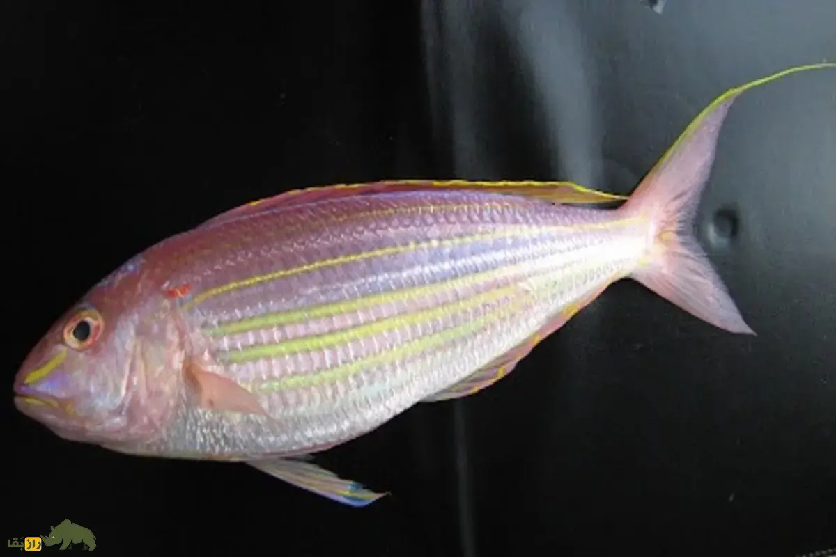 ماهی سلطان ابراهیم؛ گنجینهای از خلیج فارس تا دریای عمان ماهی سلطان ابراهیم؛ گنجینهای از خلیج فارس تا دریای عمان