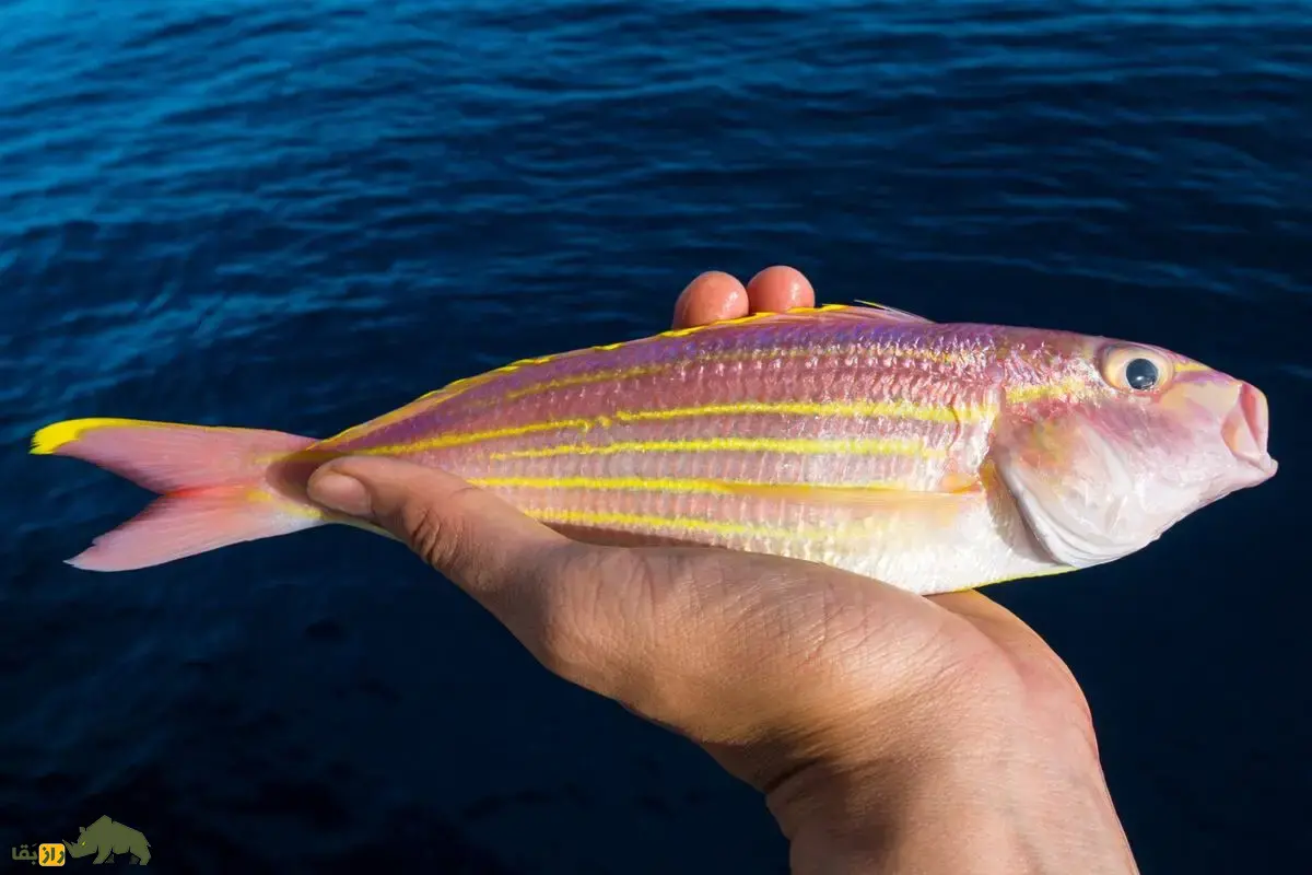 ماهی سلطان ابراهیم؛ گنجینهای از خلیج فارس تا دریای عمان ماهی سلطان ابراهیم؛ گنجینهای از خلیج فارس تا دریای عمان