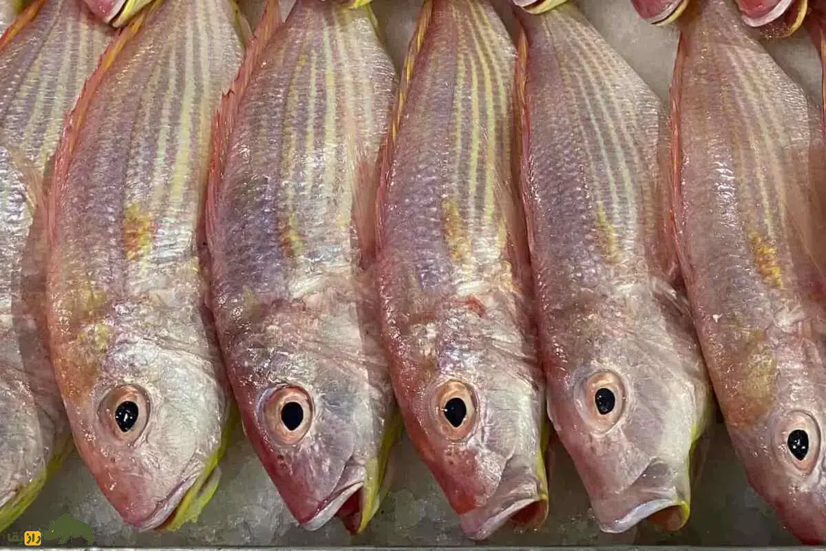 ماهی سلطان ابراهیم؛ گنجینهای از خلیج فارس تا دریای عمان ماهی سلطان ابراهیم؛ گنجینهای از خلیج فارس تا دریای عمان