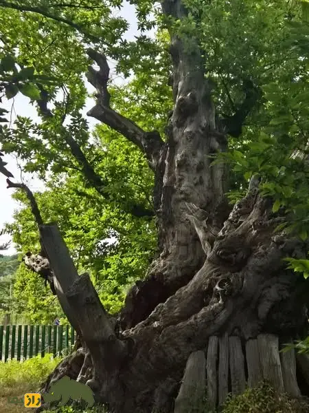 درخت شاهبلوط صد اسب؛ درخت معروف به «غول زنده سیسیل» که صد شوالیه زیر آن پناه گرفتند و کهنترین شاهبلوط شیرین جهان است درخت شاهبلوط صد اسب
