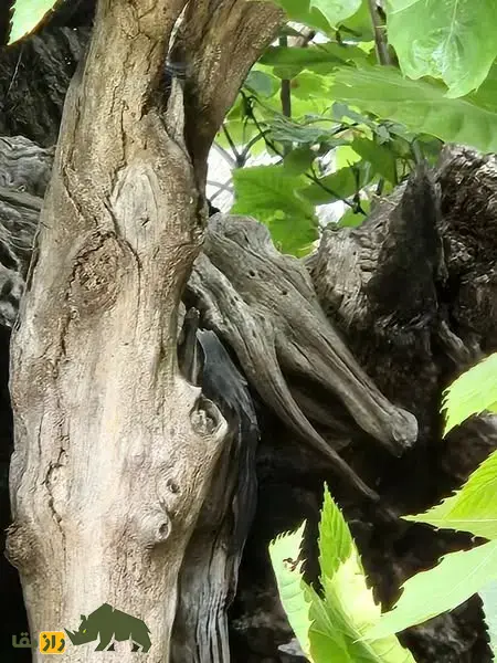 درخت شاهبلوط صد اسب؛ درخت معروف به «غول زنده سیسیل» که صد شوالیه زیر آن پناه گرفتند و کهنترین شاهبلوط شیرین جهان است درخت شاهبلوط صد اسب