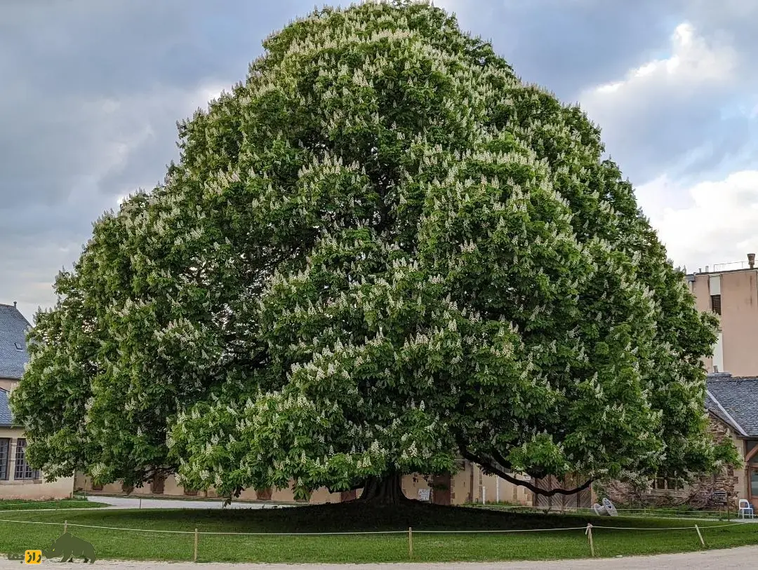 درخت شاهبلوط صد اسب؛ درخت معروف به «غول زنده سیسیل» که صد شوالیه زیر آن پناه گرفتند و کهنترین شاهبلوط شیرین جهان است درخت شاهبلوط صد اسب