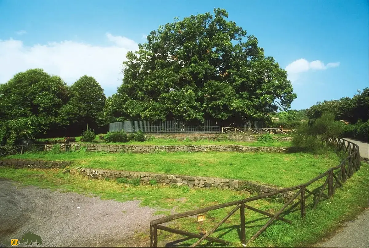 درخت شاهبلوط صد اسب؛ درخت معروف به «غول زنده سیسیل» که صد شوالیه زیر آن پناه گرفتند و کهنترین شاهبلوط شیرین جهان است درخت شاهبلوط صد اسب