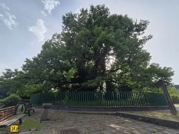 درخت شاهبلوط صد اسب؛ درخت معروف به «غول زنده سیسیل» که صد شوالیه زیر آن پناه گرفتند و کهنترین شاهبلوط شیرین جهان است درخت شاهبلوط صد اسب