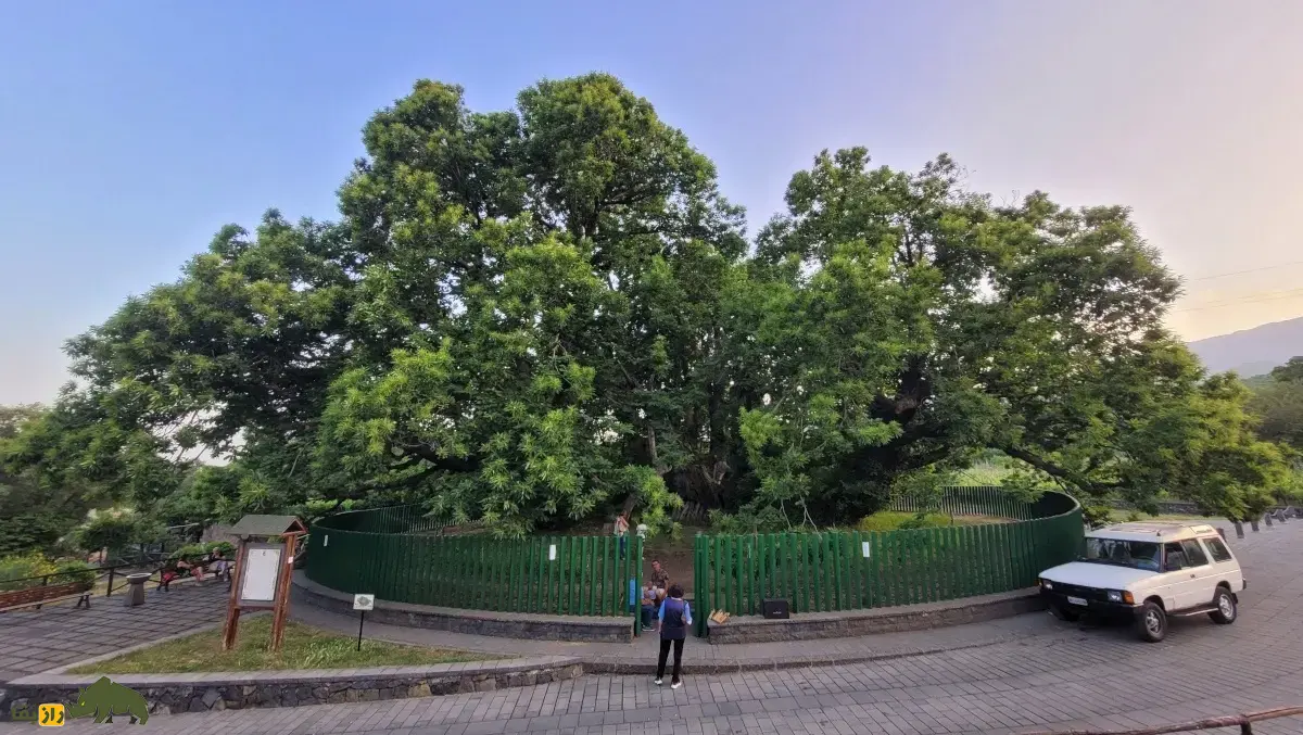 درخت شاهبلوط صد اسب؛ درخت معروف به «غول زنده سیسیل» که صد شوالیه زیر آن پناه گرفتند و کهنترین شاهبلوط شیرین جهان است درخت شاهبلوط صد اسب