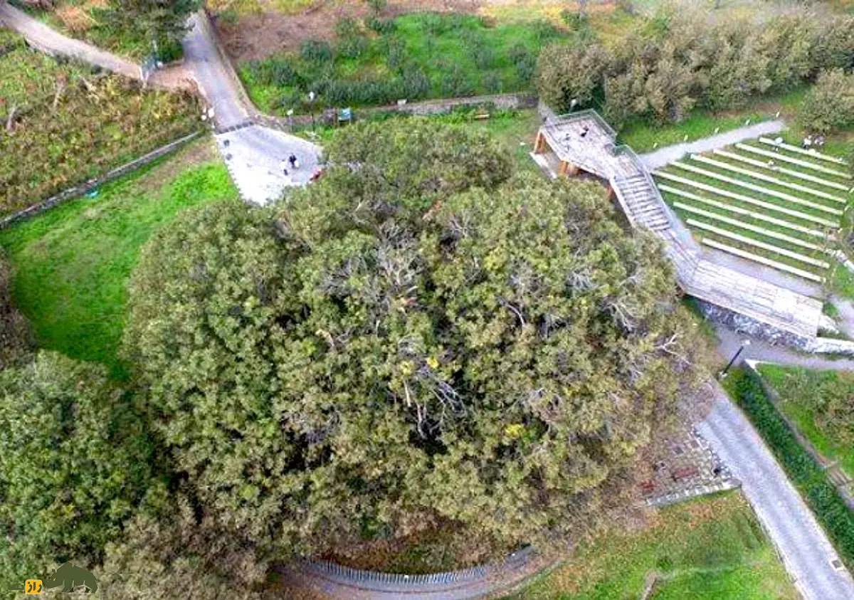درخت شاهبلوط صد اسب؛ درخت معروف به «غول زنده سیسیل» که صد شوالیه زیر آن پناه گرفتند و کهنترین شاهبلوط شیرین جهان است درخت شاهبلوط صد اسب