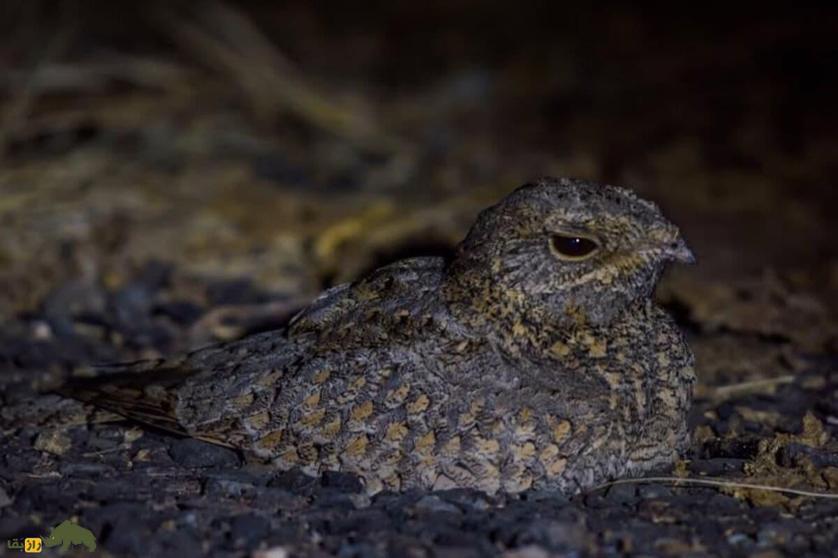 گالری تصاویر شبگرد بلوچی پرنده کمیاب و مرموز با ویژگی‌های خاص در طبیعت ایران