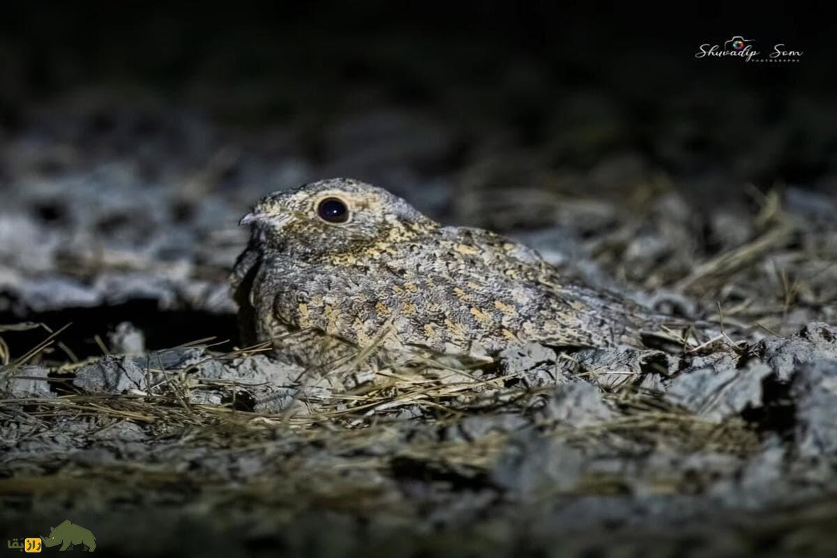 گالری تصاویر شبگرد بلوچی پرنده کمیاب و مرموز با ویژگی‌های خاص در طبیعت ایران