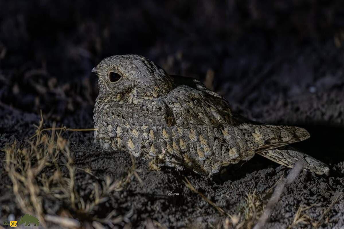 گالری تصاویر شبگرد بلوچی پرنده کمیاب و مرموز با ویژگی‌های خاص در طبیعت ایران