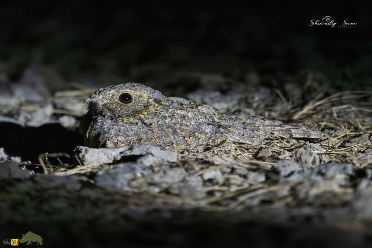 گالری تصاویر شبگرد بلوچی پرنده کمیاب و مرموز با ویژگی‌های خاص در طبیعت ایران