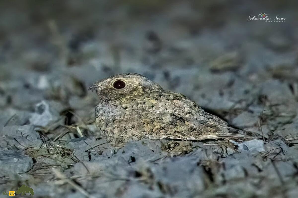 گالری تصاویر شبگرد بلوچی پرنده کمیاب و مرموز با ویژگی‌های خاص در طبیعت ایران