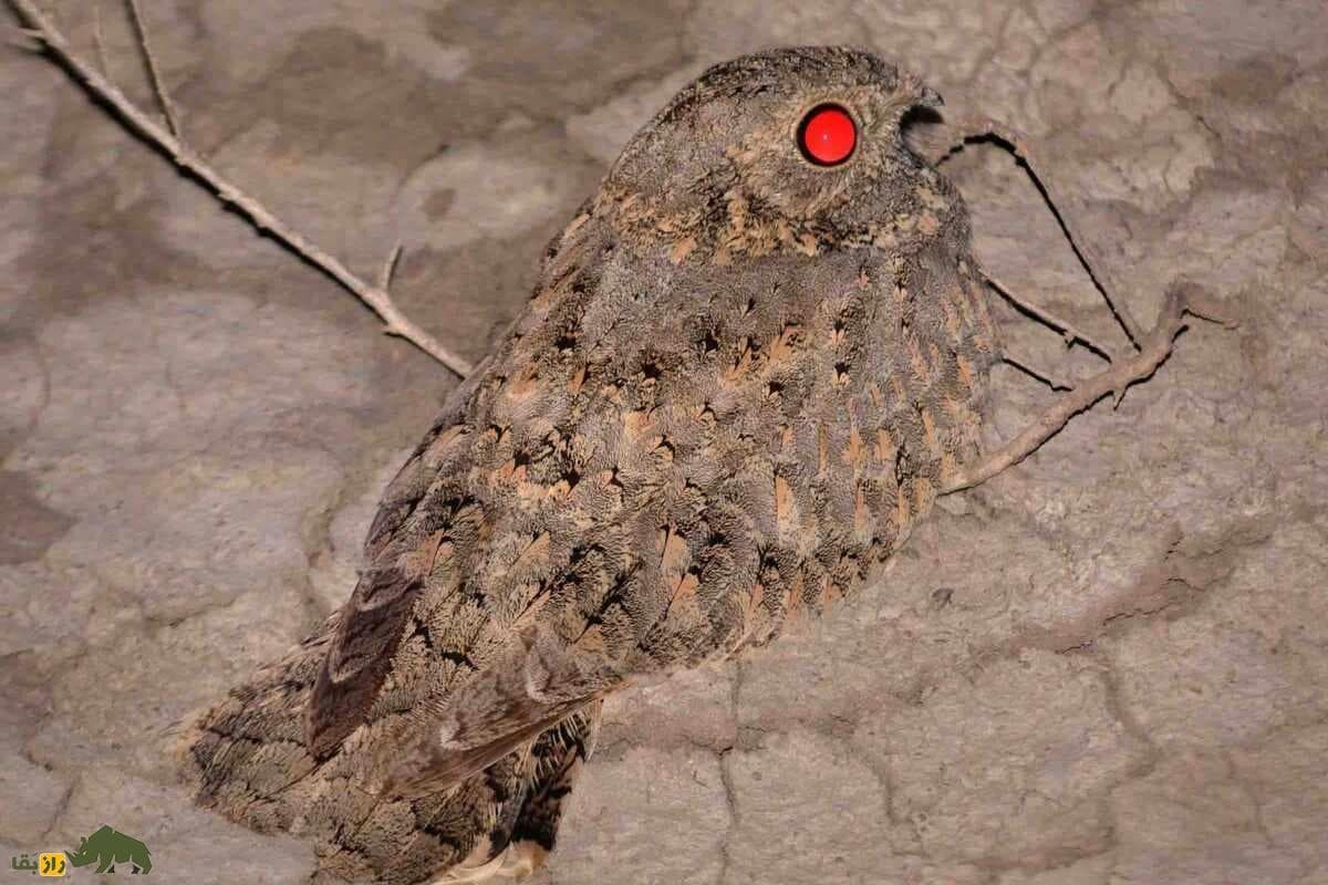 گالری تصاویر شبگرد بلوچی پرنده کمیاب و مرموز با ویژگی‌های خاص در طبیعت ایران