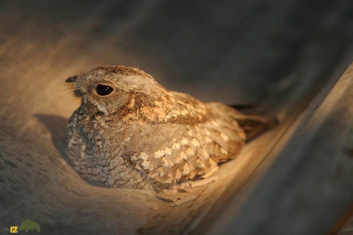 گالری تصاویر شبگرد بلوچی پرنده کمیاب و مرموز با ویژگی‌های خاص در طبیعت ایران