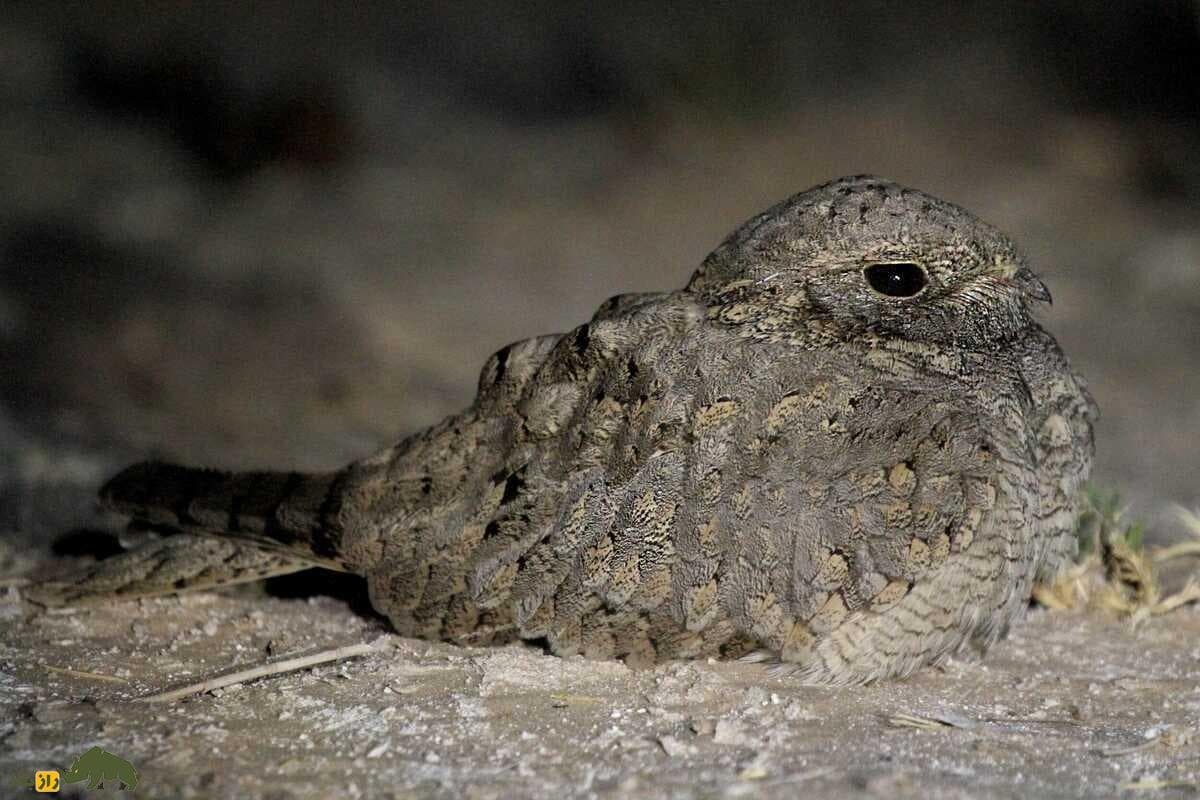 گالری تصاویر شبگرد بلوچی پرنده کمیاب و مرموز با ویژگی‌های خاص در طبیعت ایران