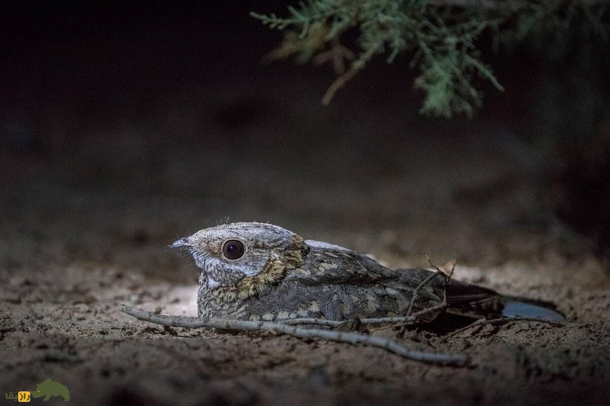 گالری تصاویر شبگرد بلوچی پرنده کمیاب و مرموز با ویژگی‌های خاص در طبیعت ایران