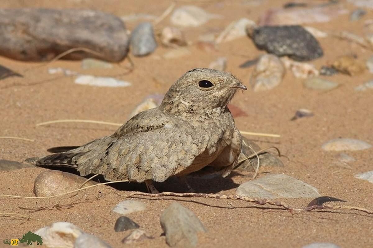 گالری تصاویر شبگرد بلوچی پرنده کمیاب و مرموز با ویژگی‌های خاص در طبیعت ایران