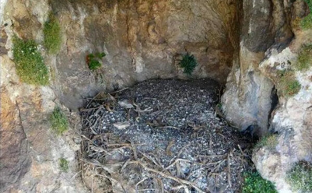 «لانههایی باستانی»؛ آثار تاریخی ۶۰۰ ساله در لانه همای سعادت کشف شد! «لانههایی باستانی»؛ آثار تاریخی ۶۰۰ ساله در لانه همای سعادت کشف شد!