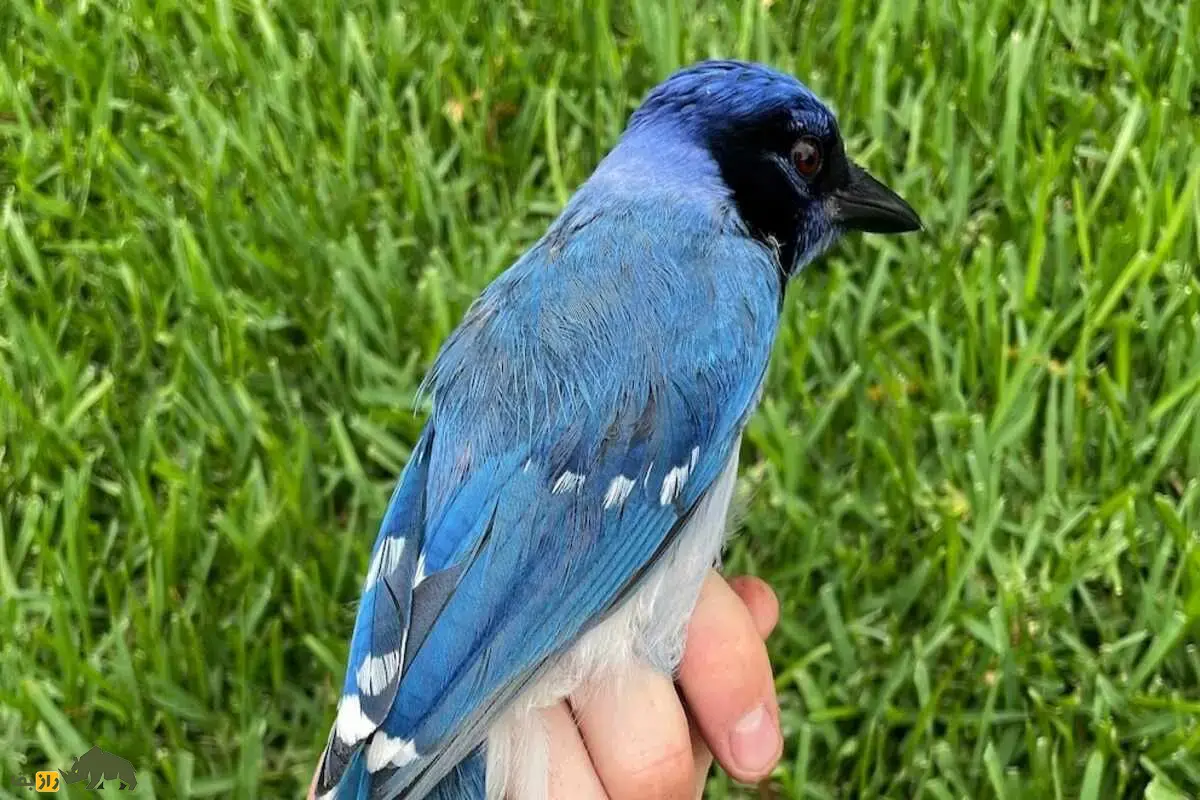 پرنده ترکیبی آبی و سبز؛ کشف نادر در تگزاس پس از ۷ میلیون سال جدایی