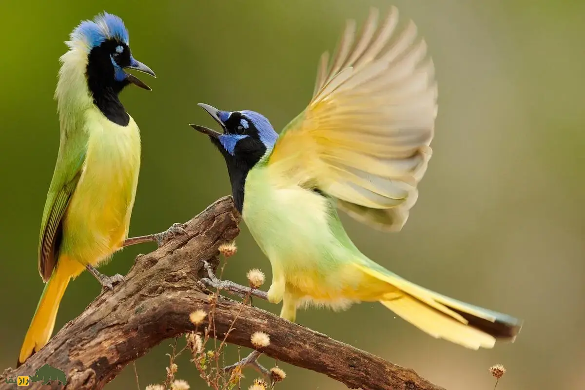 پرنده ترکیبی آبی و سبز؛ کشف نادر در تگزاس پس از ۷ میلیون سال جدایی