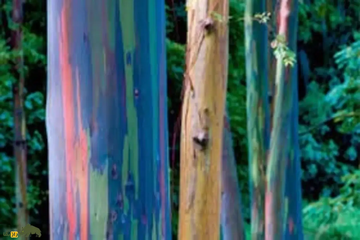 اکالیپتوس رنگین‌کمانی؛ درختی که پوستش با رنگ‌های سبز، قرمز و آبی جادو می‌کند و جنگل‌های گرمسیری را به نمایشگاهی زنده تبدیل کرده است