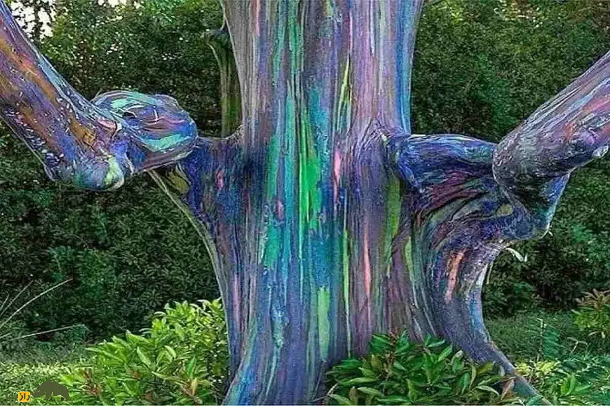 اکالیپتوس رنگین‌کمانی؛ درختی که پوستش با رنگ‌های سبز، قرمز و آبی جادو می‌کند و جنگل‌های گرمسیری را به نمایشگاهی زنده تبدیل کرده است