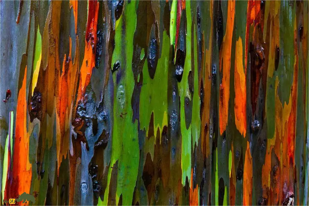 اکالیپتوس رنگین‌کمانی؛ درختی که پوستش با رنگ‌های سبز، قرمز و آبی جادو می‌کند و جنگل‌های گرمسیری را به نمایشگاهی زنده تبدیل کرده است