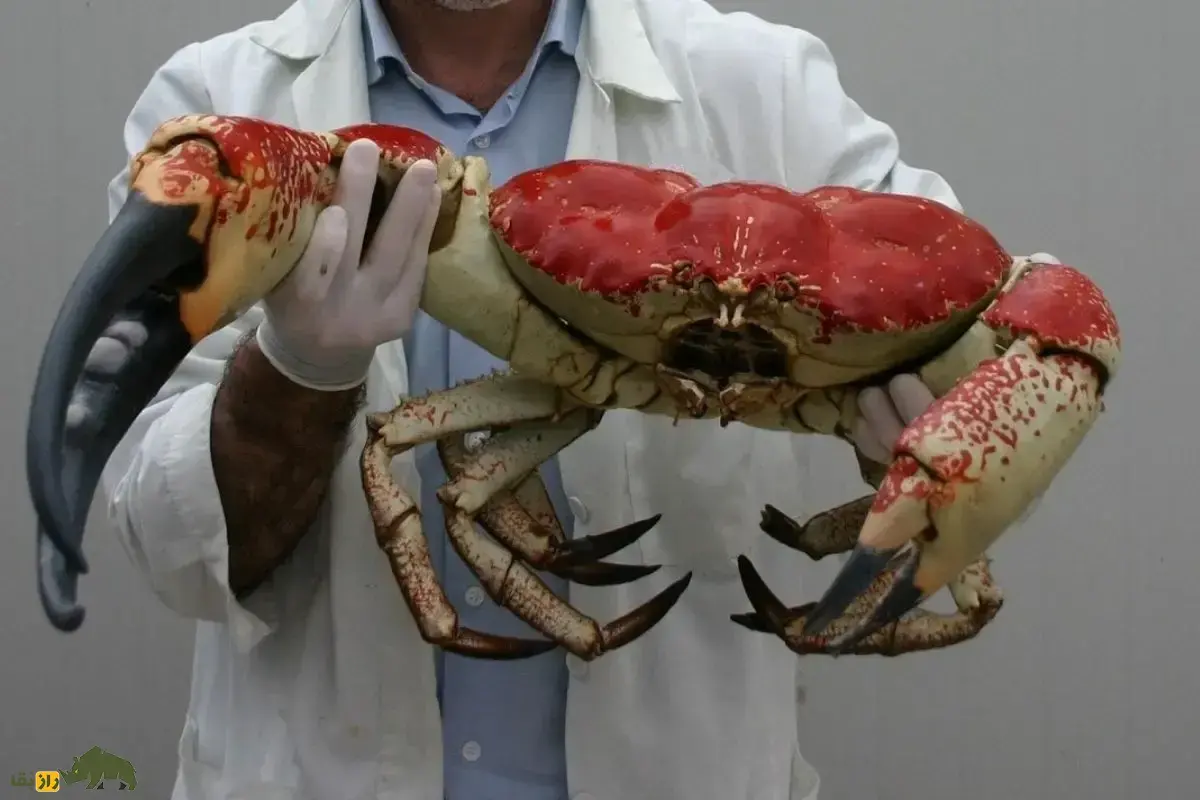 شاه‌خرچنگ تاسمانی؛ یکی از بزرگترین خرچنگ‌های جهان با ۱۸ کیلو وزن که ماده آن هر چهارماه ۲ میلیون تخم را حمل می‌کند