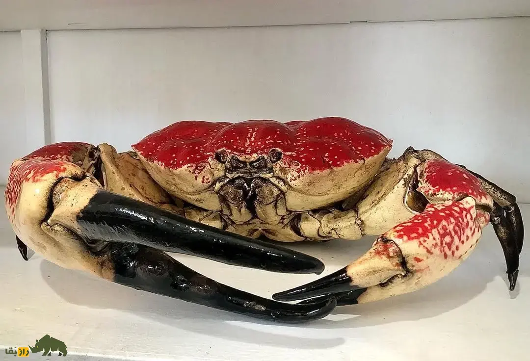 شاه‌خرچنگ تاسمانی