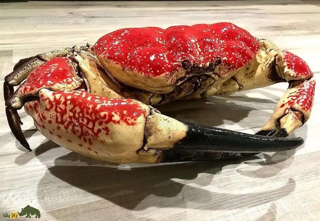 شاه‌خرچنگ تاسمانی