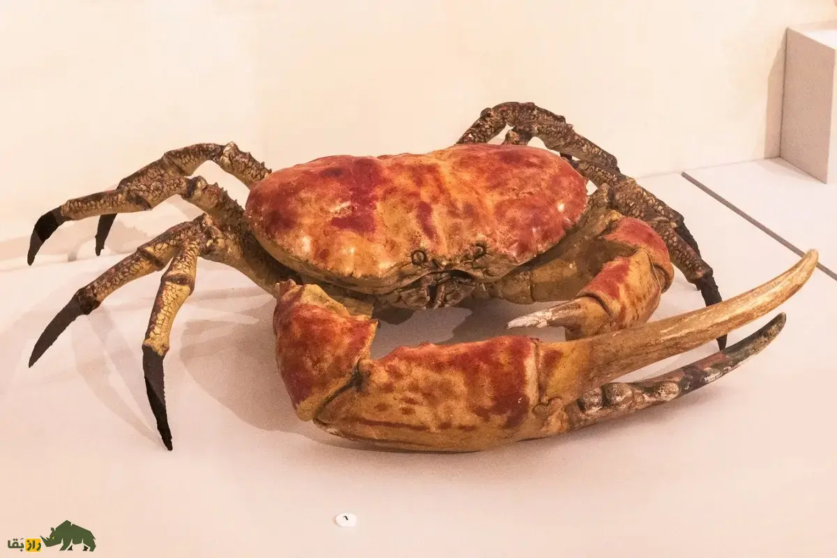 شاه‌خرچنگ تاسمانی